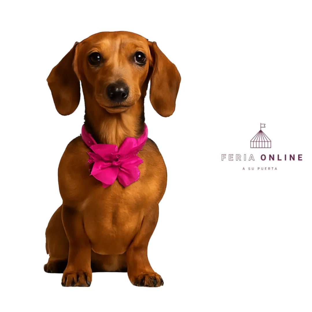 Collar Con Moño Para Perros
