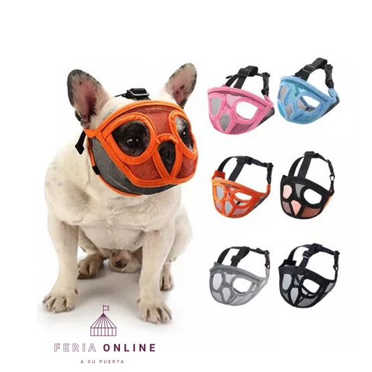 Bozal Chato - Braquicéfalos